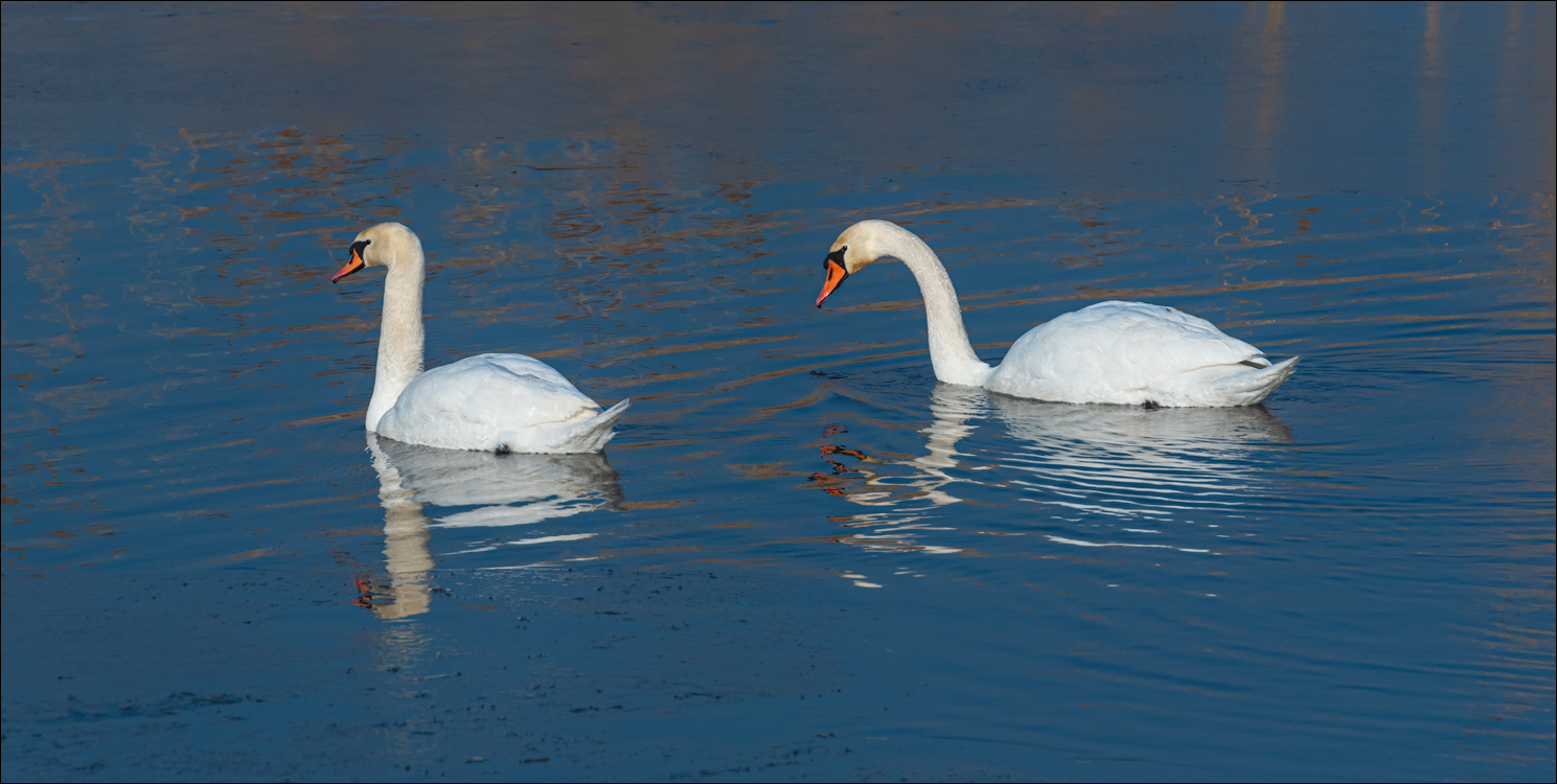 GuraCamencii Floresti 23022020 72
