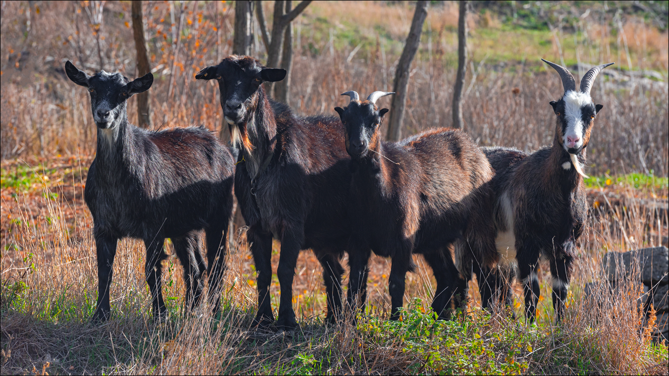 Rogojeni Domulgeni 28oct2023 131