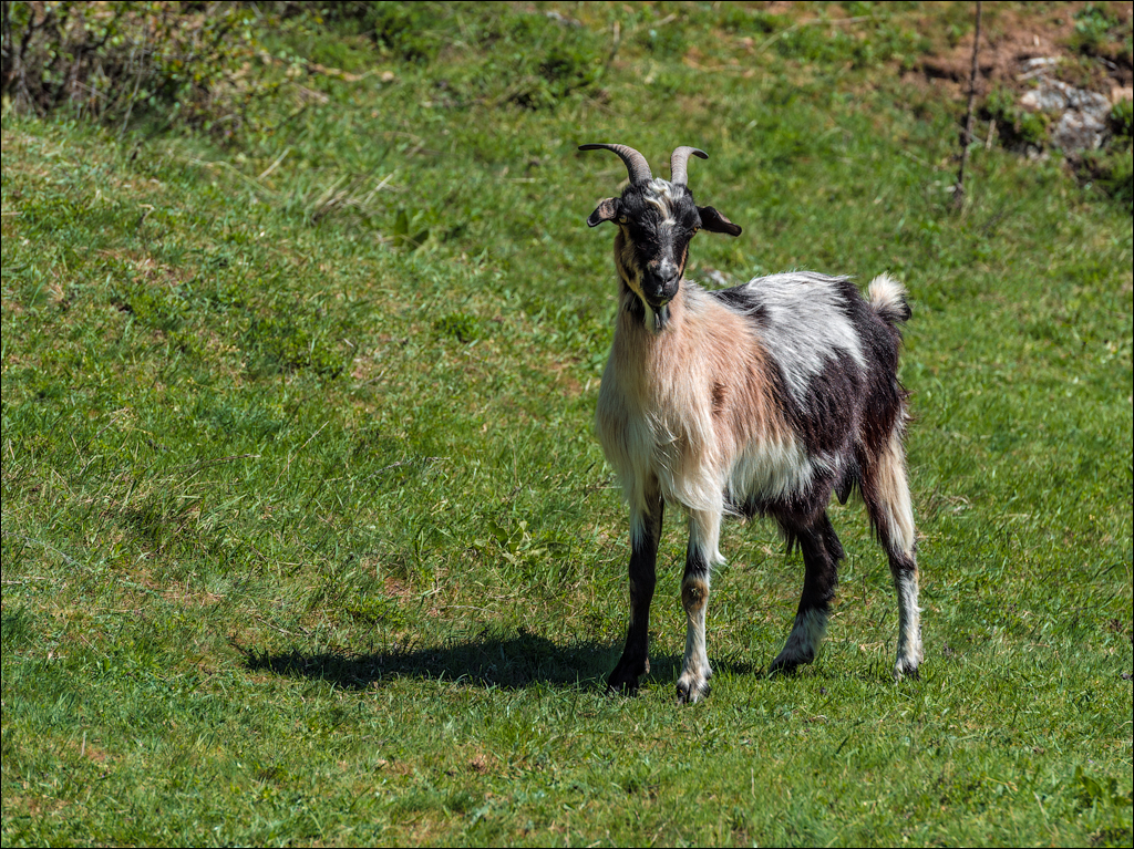 Soldanesti apr2018 03520180422
