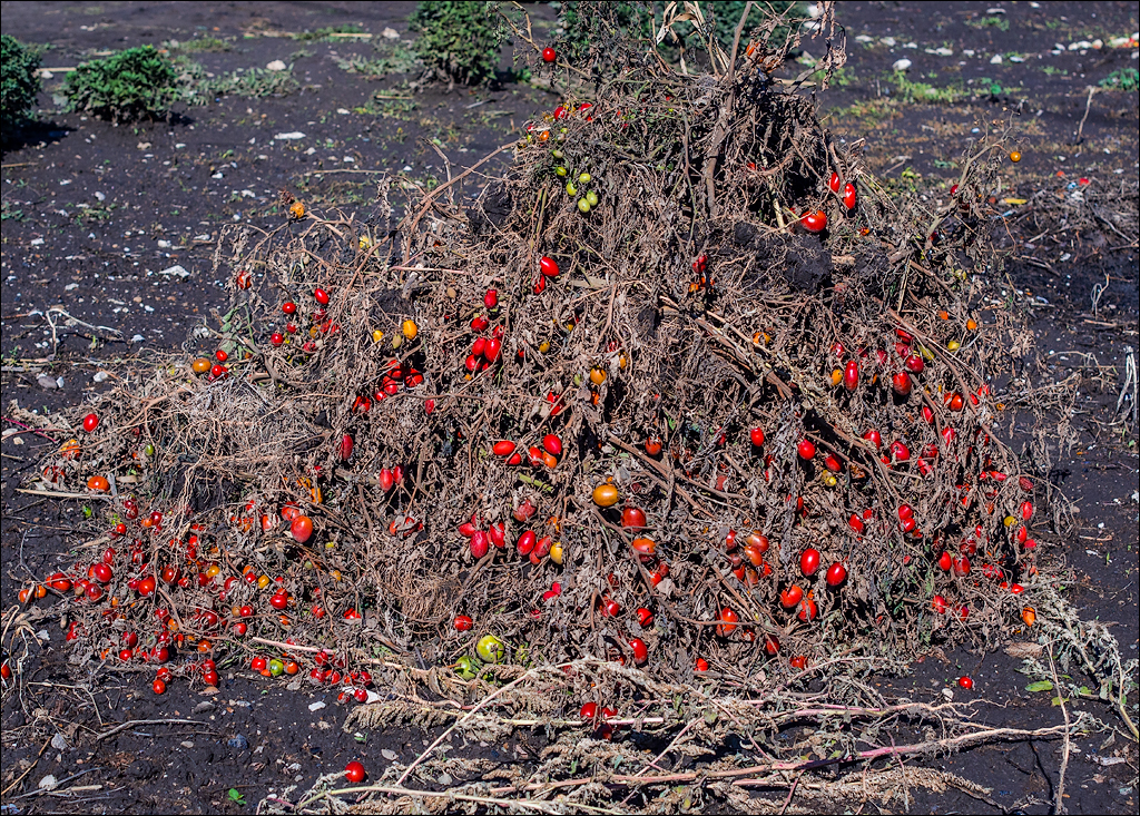 Corjeuti Fetesti 20172016122611