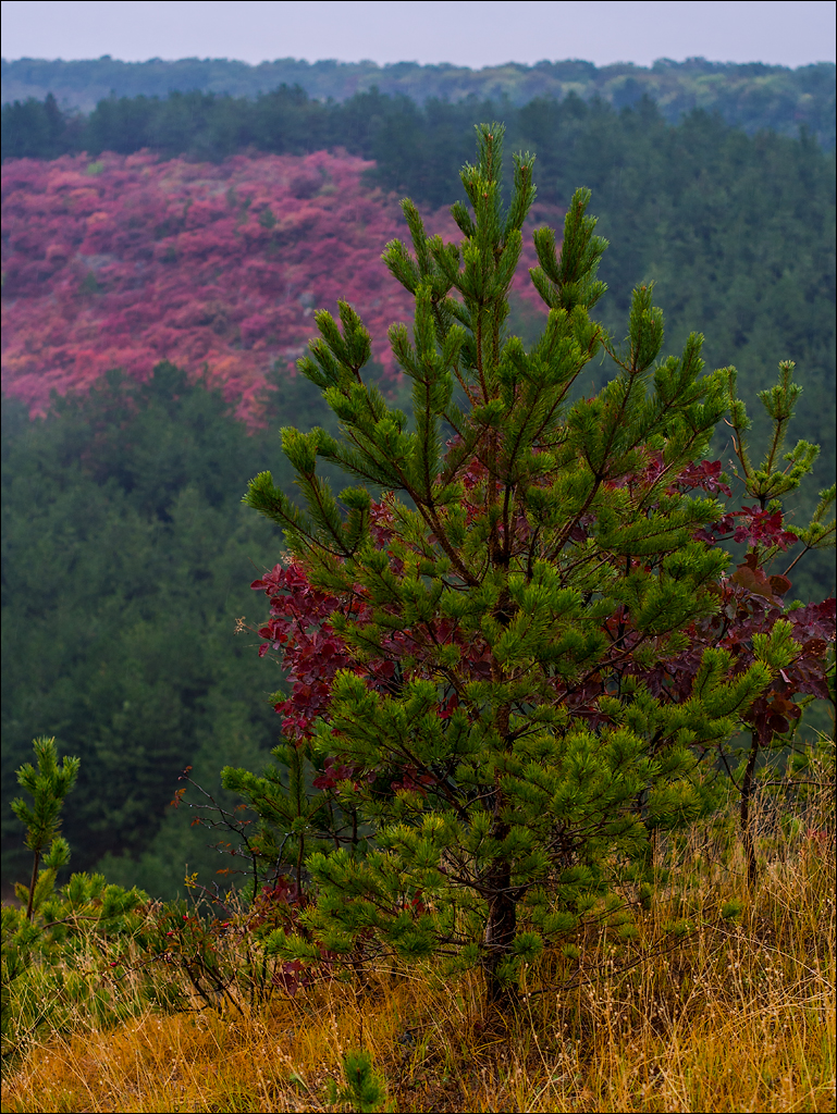 Corjeuti Fetesti 20172016122666