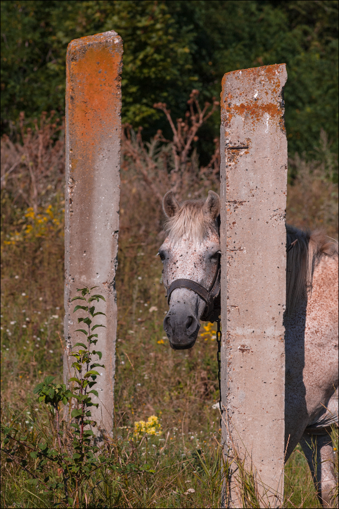 Tvipova Nostalgie 20050820105