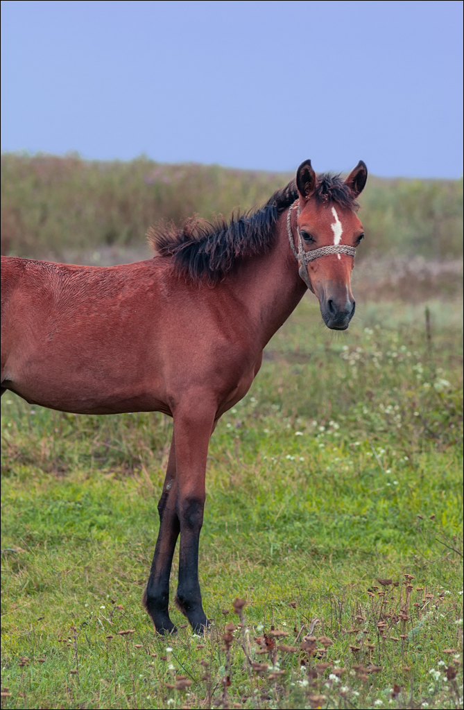 Tvipova Nostalgie 20050820146