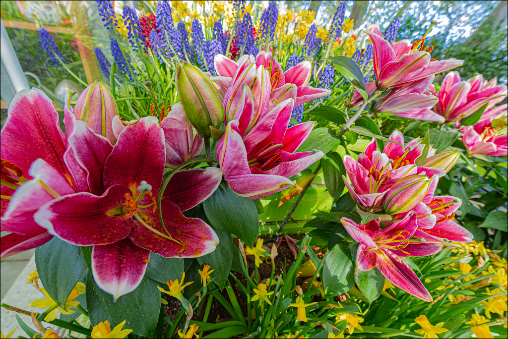 Keukenhof (Часть 1)