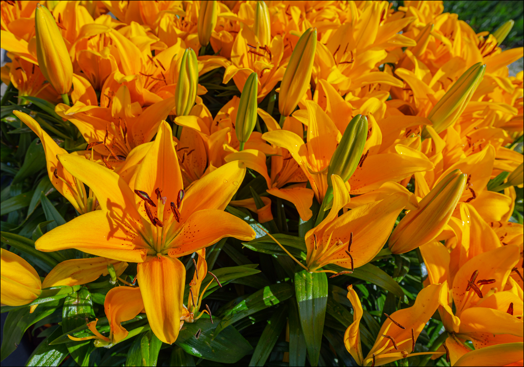 Amsterdam 202204261163