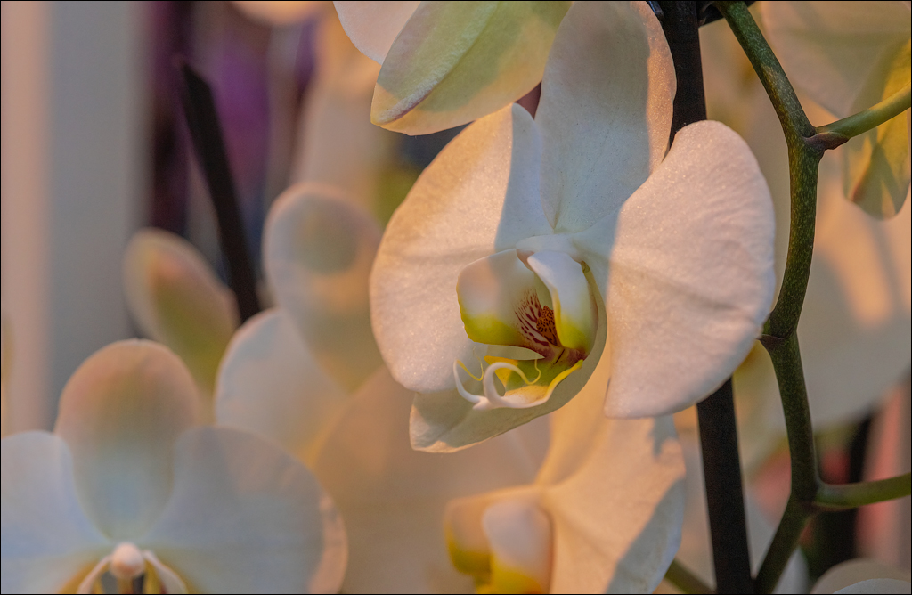 Amsterdam 202204261166