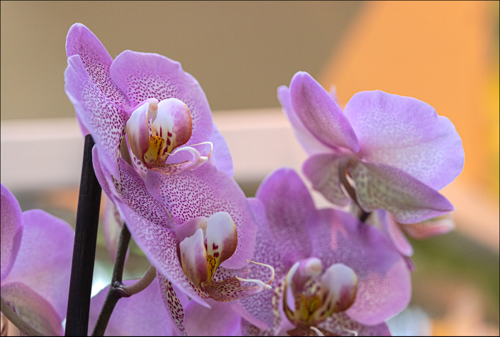 Amsterdam 202204261168