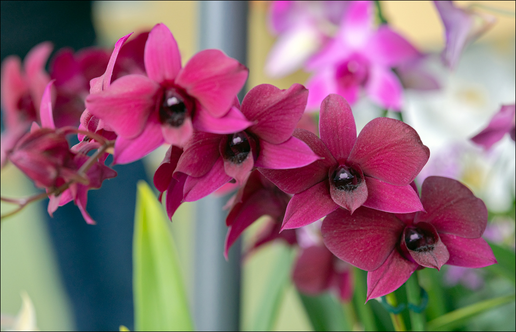 Amsterdam 202204261180