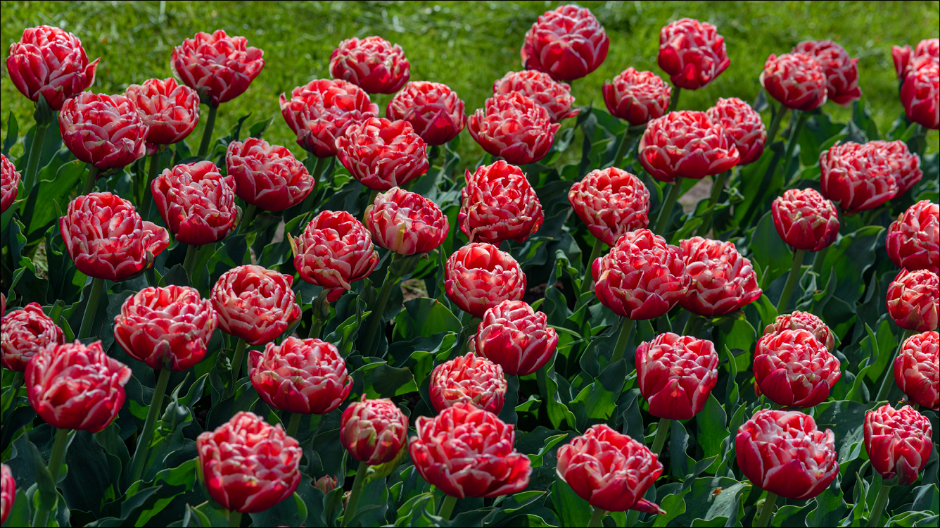 Amsterdam 202204261194