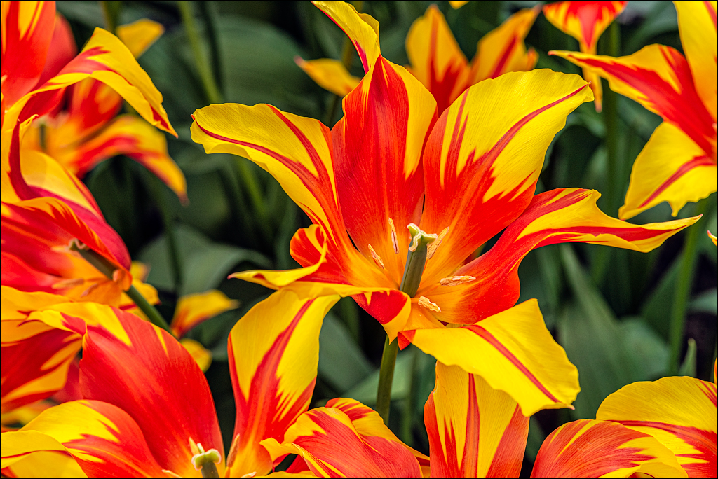 Keukenhof (Часть 2)