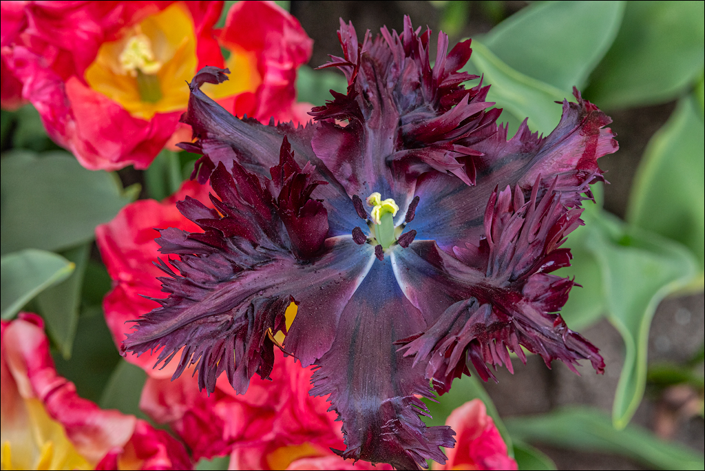 Amsterdam 202204262105