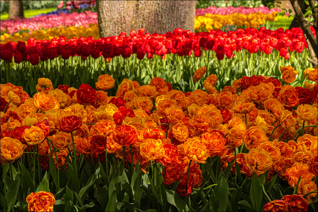 Amsterdam 202204262164