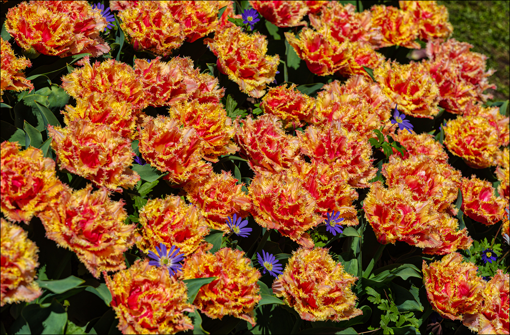 Amsterdam 202204262173