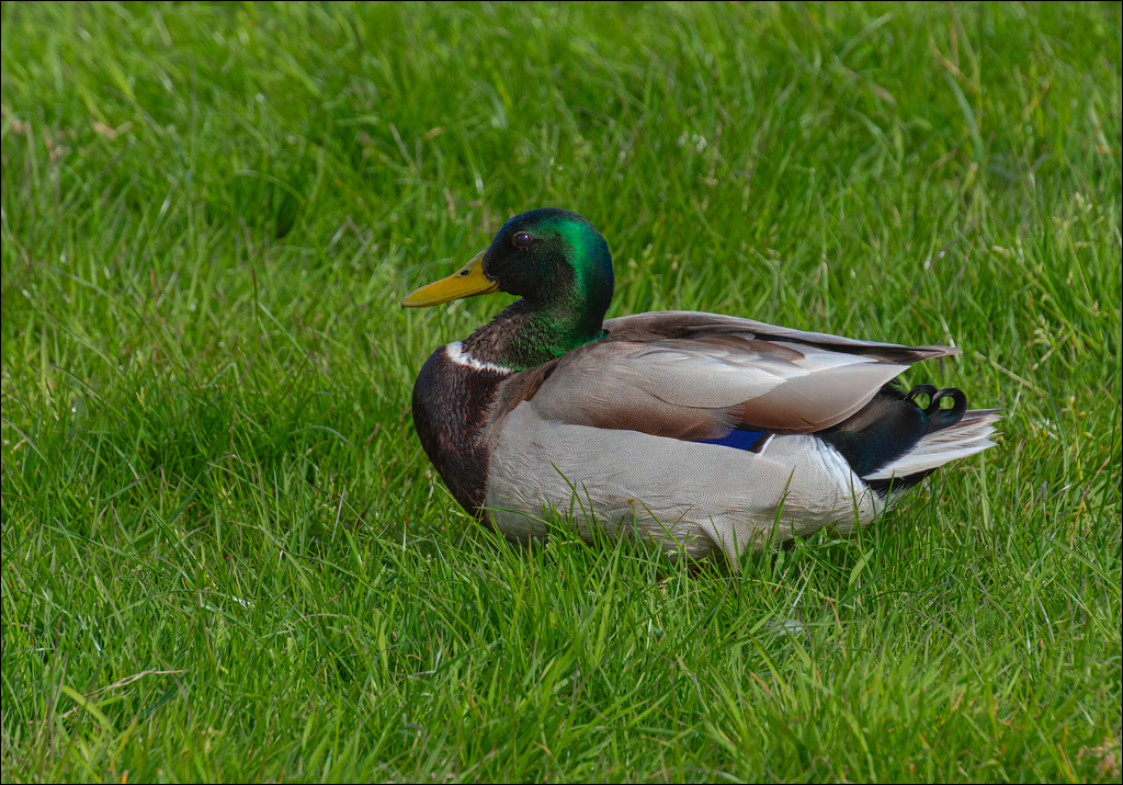 Amsterdam 20220501 110