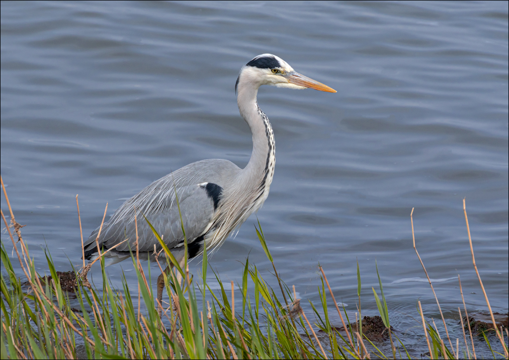 Amsterdam 20220501 128