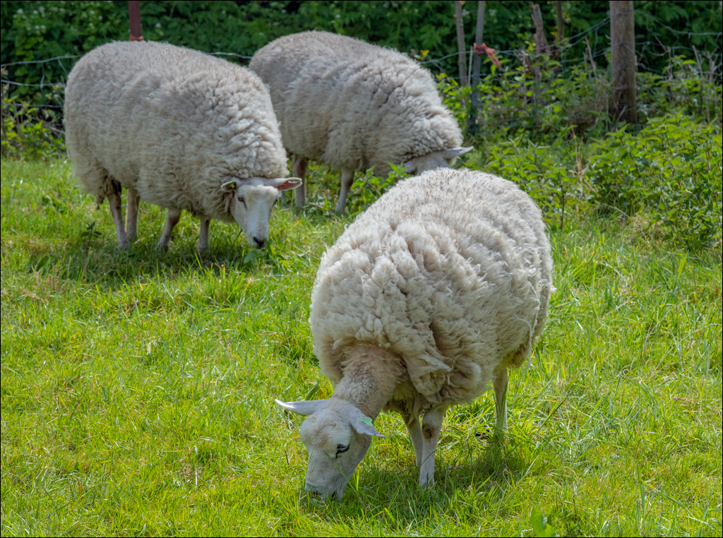 Amsterdam 20220501 146