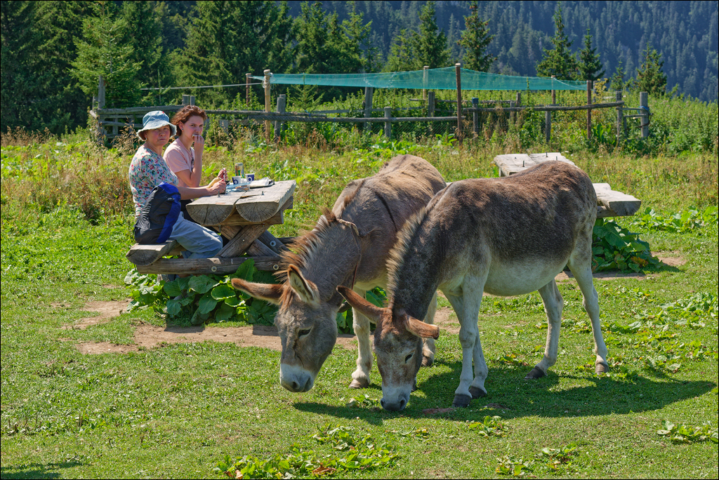 Brasov TimisuDeJos PoianaBrasov 11 16aug2024 244