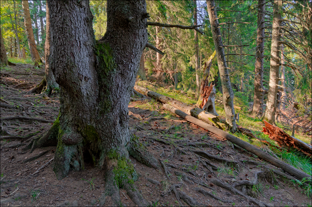 Brasov TimisuDeJos PoianaBrasov 11 16aug2024 258