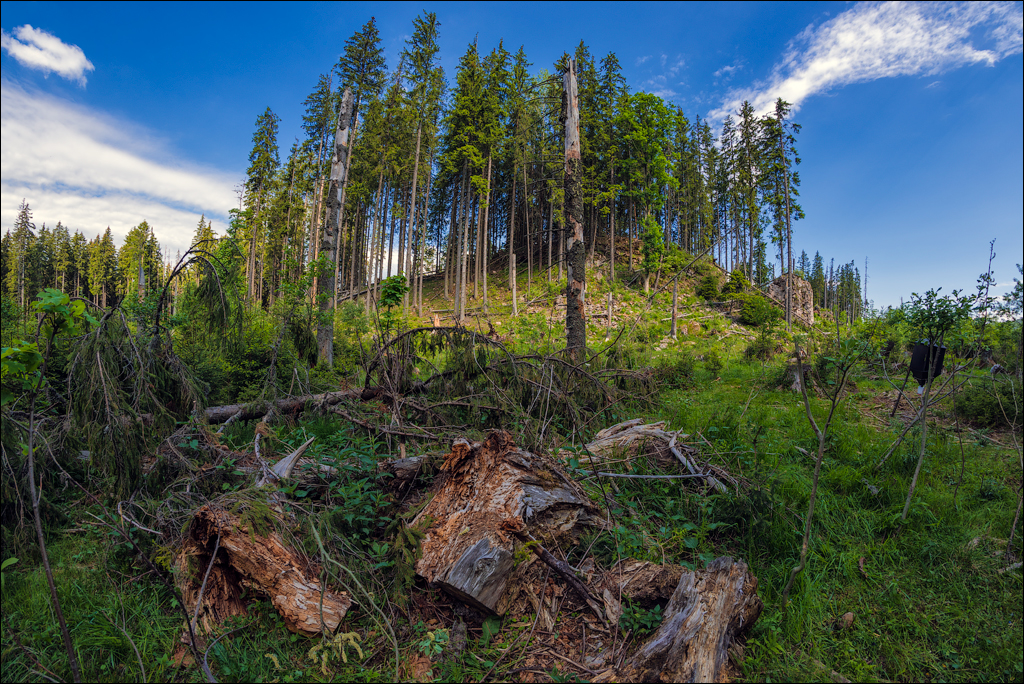 HasmasSinguratica 20180601 3028