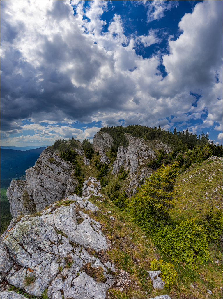 HasmasSinguratica 20180601 3079