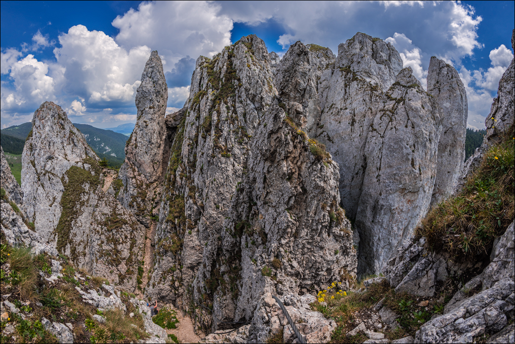 HasmasSinguratica 20180601 3134