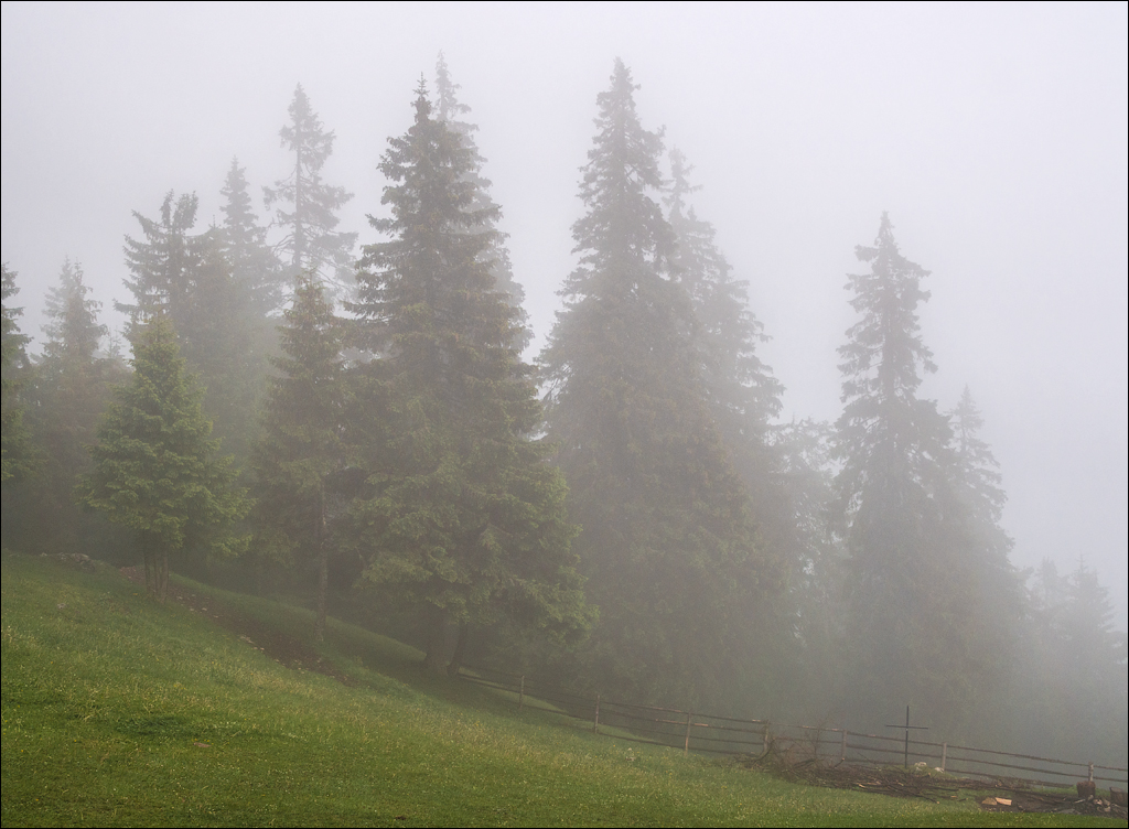 HasmasSinguratica 20180601 3169