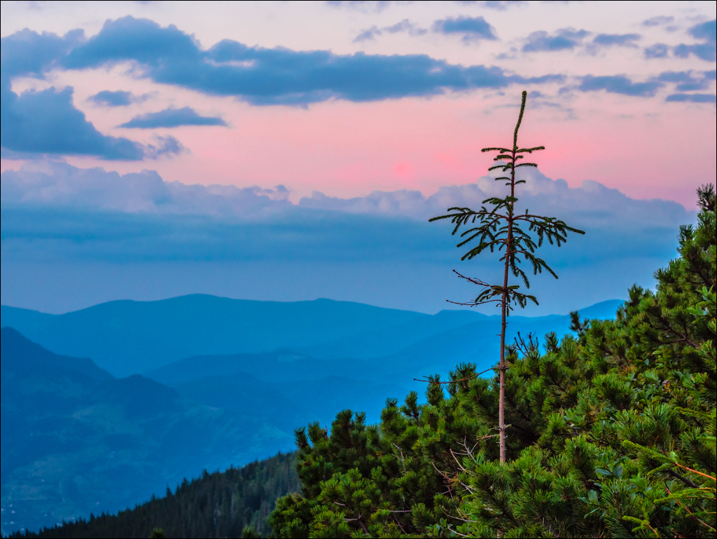Rodnei Petrosu 20180805039