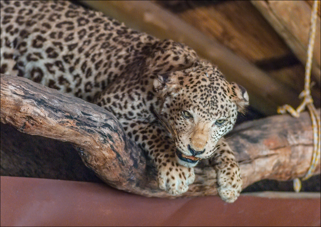 Pretoria 1 20150808030