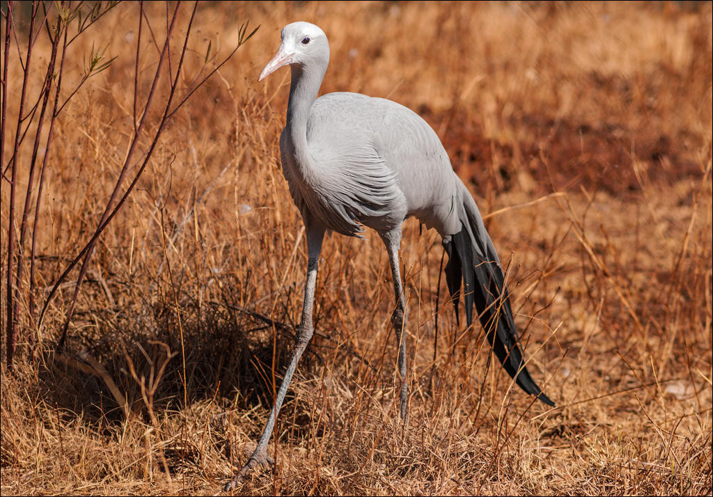 Pretoria 1 20150808036