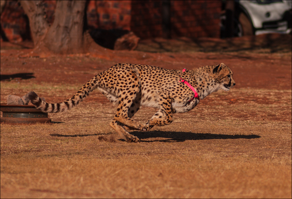 Pretoria 1 20150808065