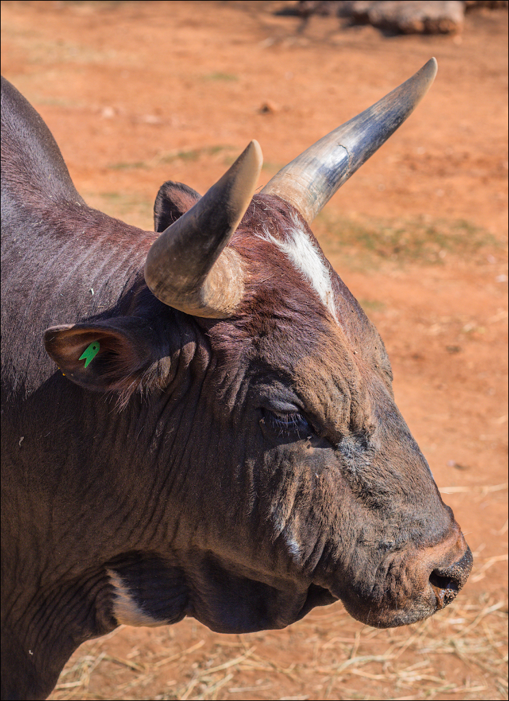 Pretoria 3 20150808054