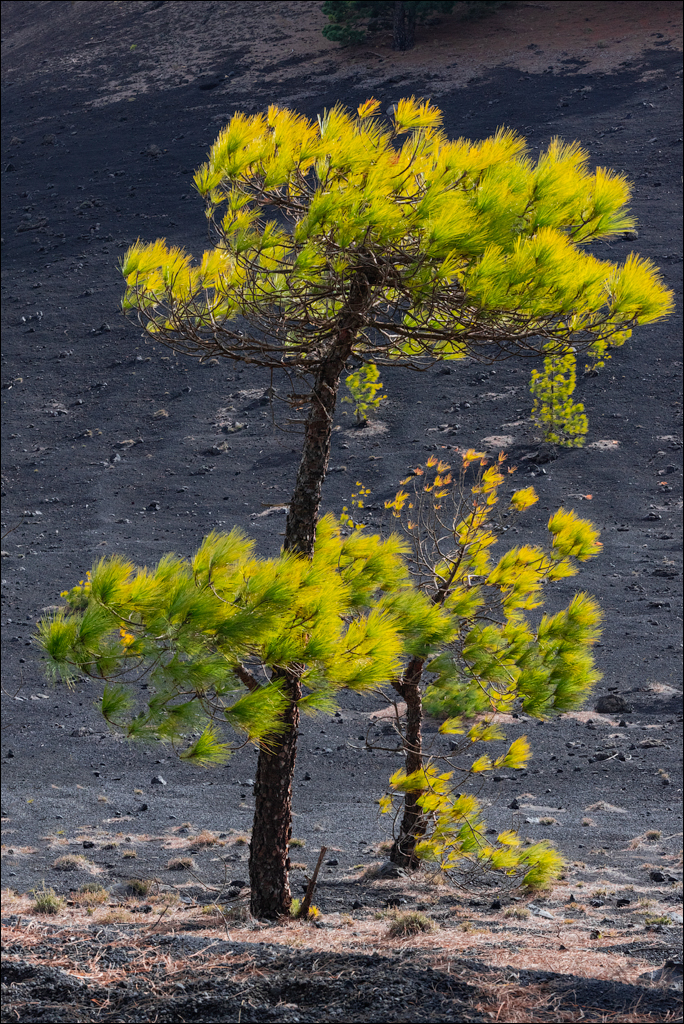 La Palma 27 28dec2022 185