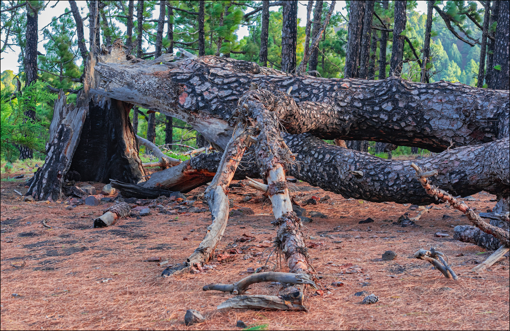 La Palma 27 28dec2022 191