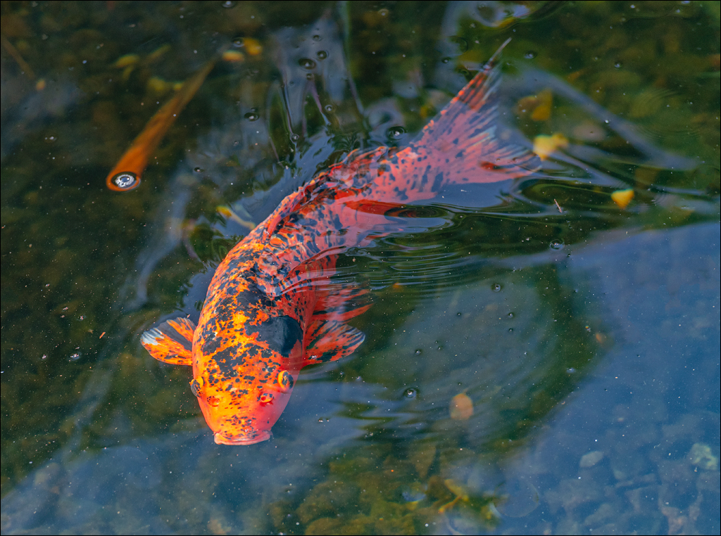 PuertoDeLaCruz 31dec 01jan2023151