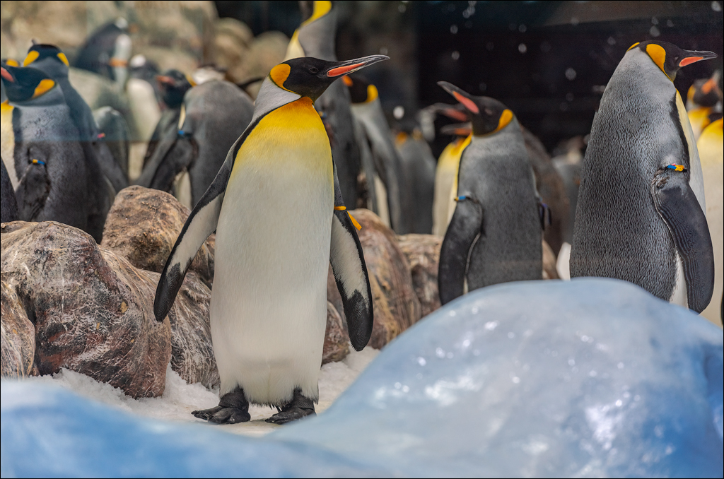 PuertoDeLaCruz 31dec 01jan2023155