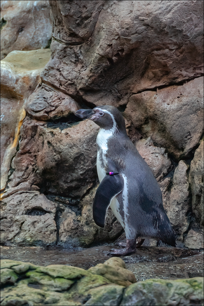 PuertoDeLaCruz 31dec 01jan2023157