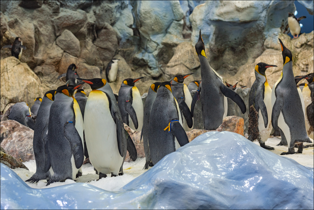 PuertoDeLaCruz 31dec 01jan2023158