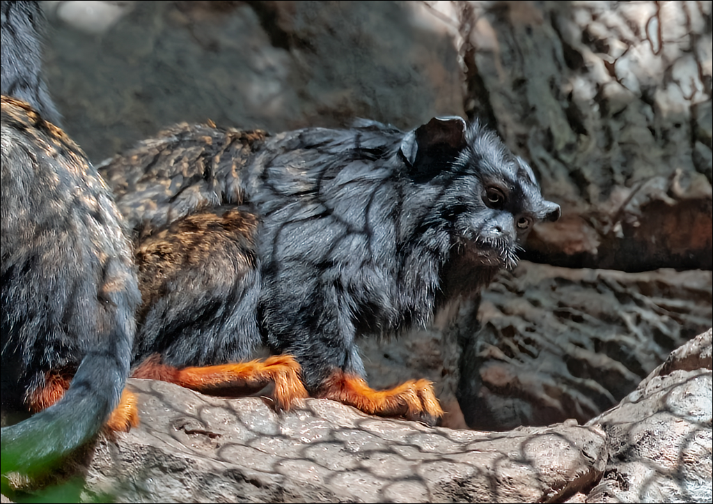 PuertoDeLaCruz 31dec 01jan2023160