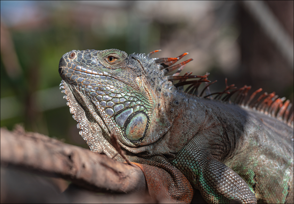 PuertoDeLaCruz 31dec 01jan2023162
