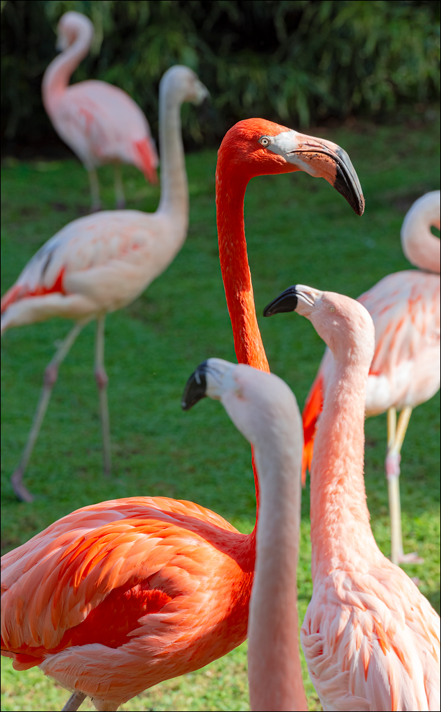 PuertoDeLaCruz 31dec 01jan2023168