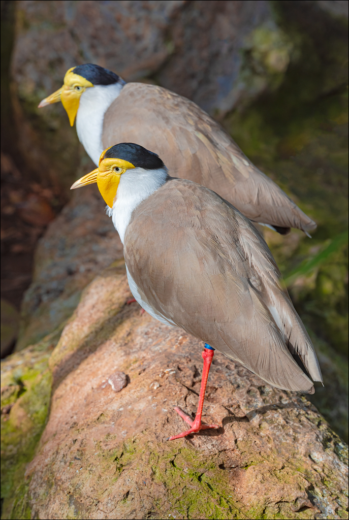 PuertoDeLaCruz 31dec 01jan2023174