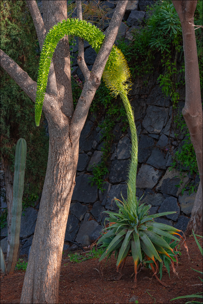 GarachicoLosVinos 31dec2023 125