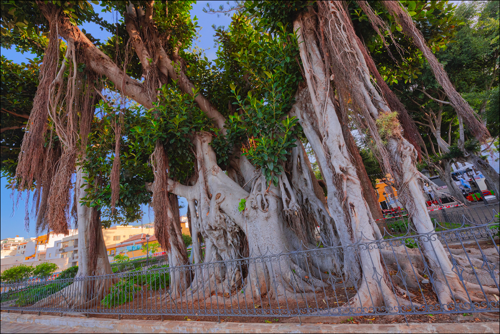 GarachicoLosVinos 31dec2023 140