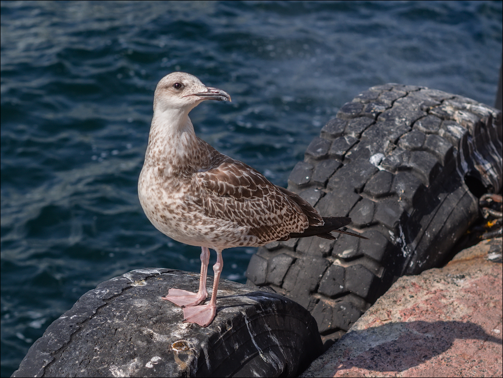 Istanbul 2015 20150815054