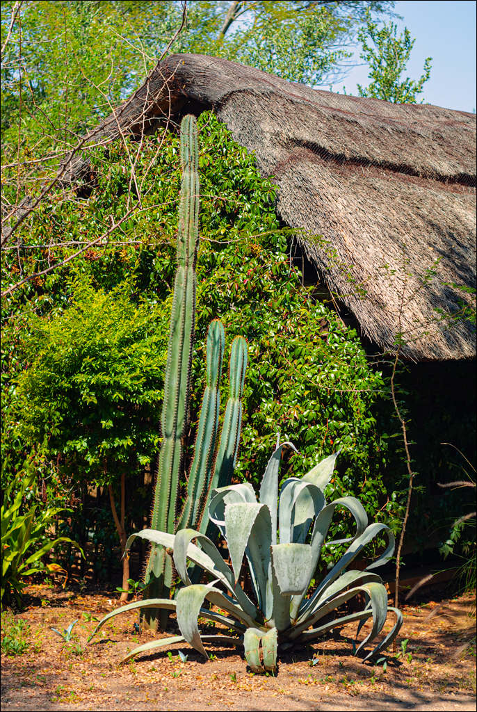 Zambia 20080419 20 117