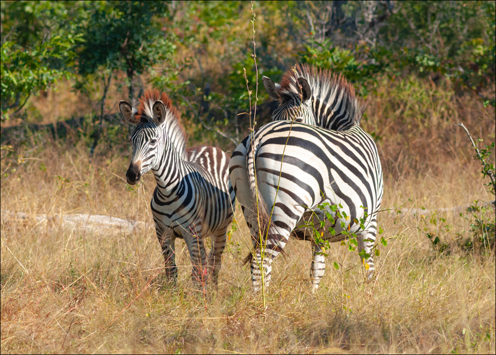 Zambia 20080419 20 123