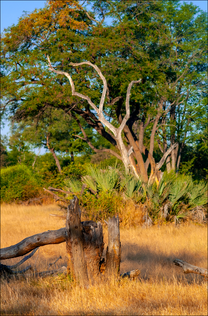 Zambia 20080419 20 130
