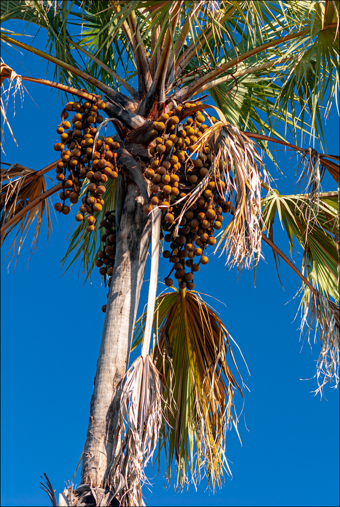 Zambia 20080419 20 140