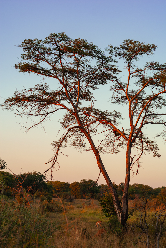Zambia 20080419 20 146