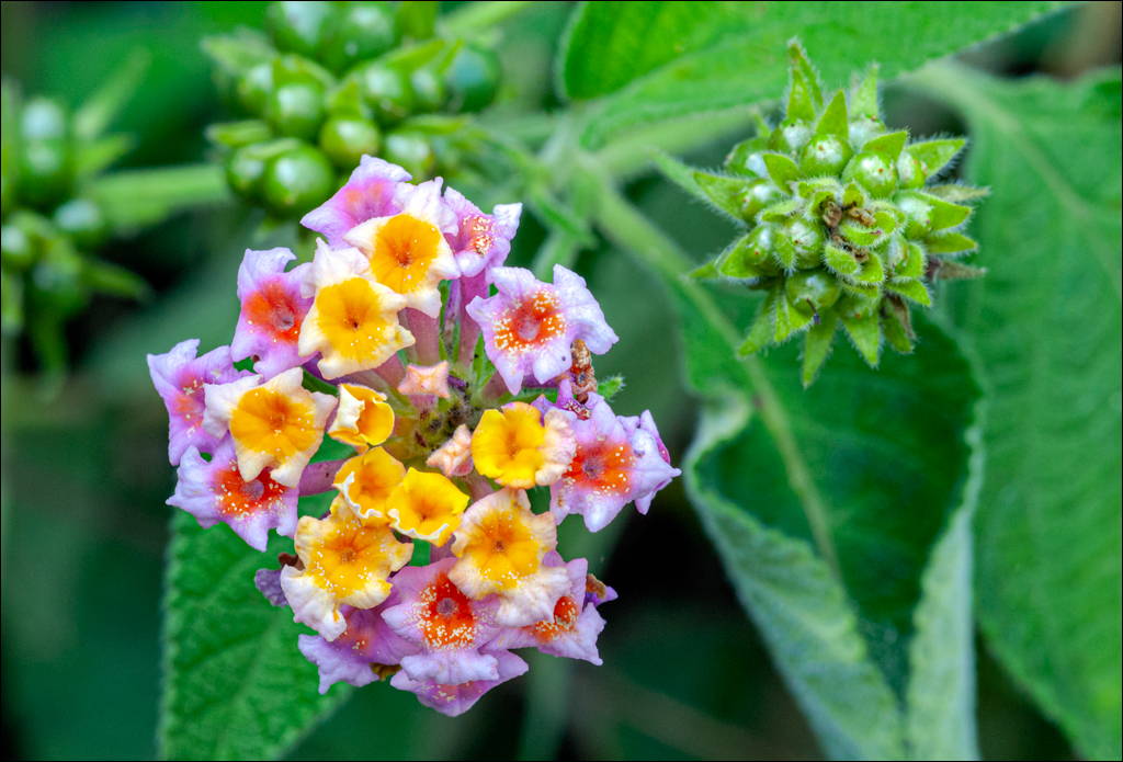 Zambia 20080419 20 187